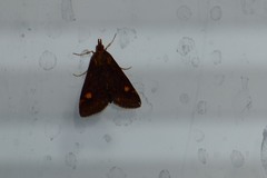 Pyrausta aurata