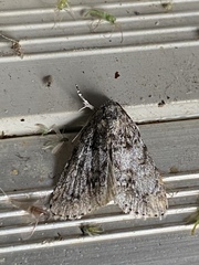 Acronicta impleta