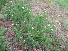 Astragalus inopinatus