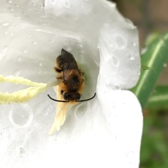 Melitta haemorrhoidalis