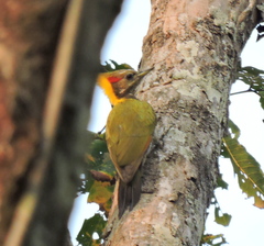 Picus chlorolophus