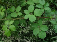 Rubus robiae