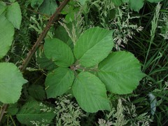 Rubus robiae