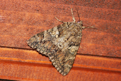 Catocala sponsa