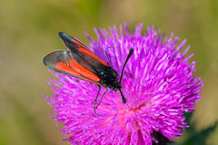 Zygaena brizae