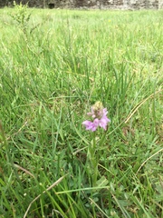 Dactylorhiza maculata
