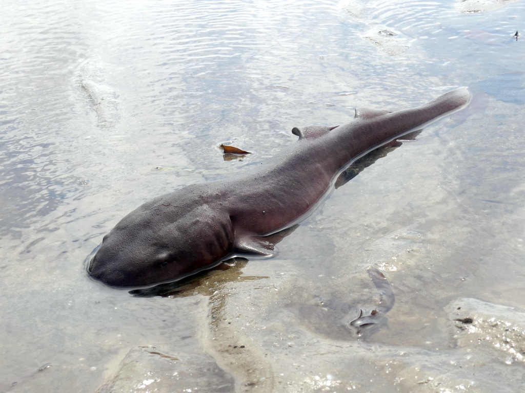 Pseudoginglymostoma
