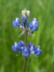 Lupinus polycarpus