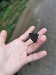 Rapala varuna formosana