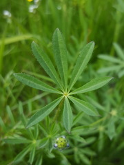 Lupinus polycarpus