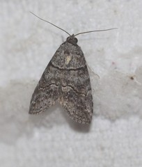 Calathusa hypotherma