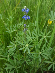 Lupinus polycarpus