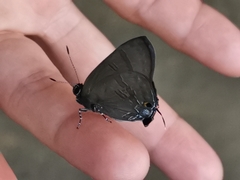 Rapala varuna formosana