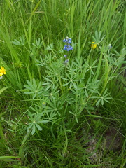Lupinus polycarpus