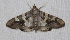 Glyphodes cosmarcha