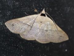 Ophyx eurrhoa