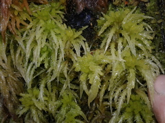 Sphagnum cristatum