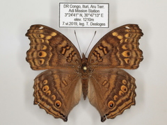 Junonia chorimene