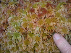 Sphagnum cristatum