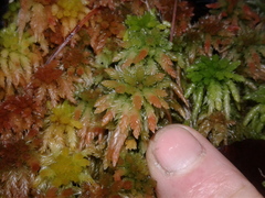 Sphagnum cristatum
