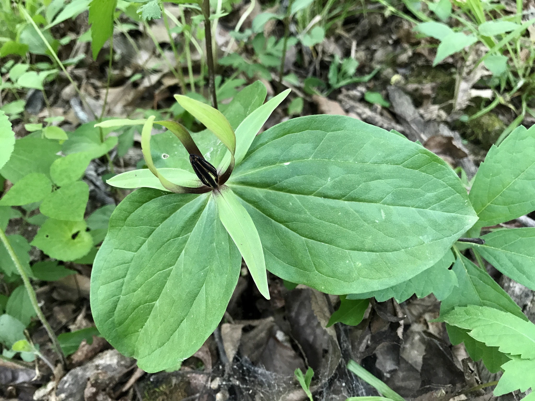 Trillium viride