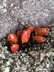 Pyrrhocoris apterus