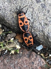 Pyrrhocoris apterus