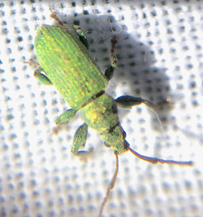 Phyllobius maculicornis