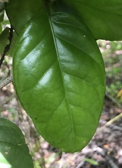 Coccoloba diversifolia image