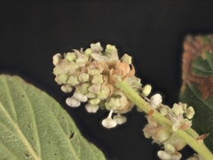 Ceanothus × vanrensselaeri