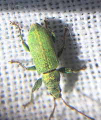 Phyllobius maculicornis