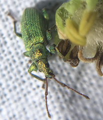 Phyllobius maculicornis