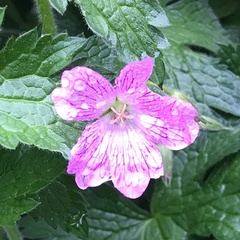 Geranium endressii