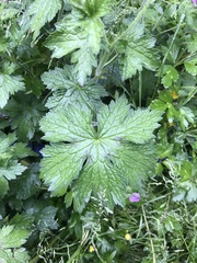 Geranium endressii