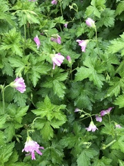 Geranium endressii