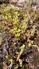 Sedum acre