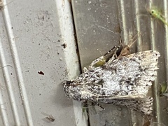 Acronicta impleta