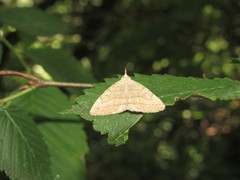 Pechipogo strigilata