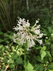 Valeriana pauciflora