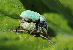 Phyllobius roboretanus