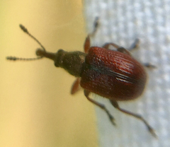 Tatianaerhynchites aequatus