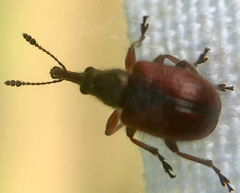 Tatianaerhynchites aequatus