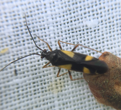 Dryophilocoris flavoquadrimaculatus