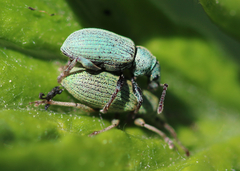 Phyllobius roboretanus