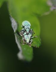 Phyllobius roboretanus