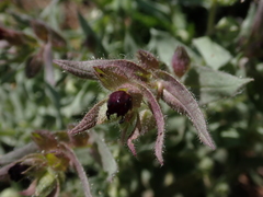 Nonea pulla