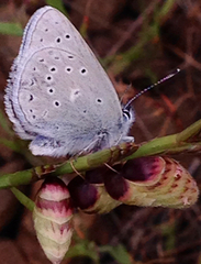Icaricia icarioides missionensis