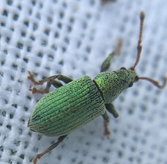 Phyllobius roboretanus