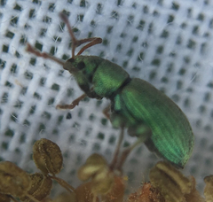 Phyllobius roboretanus