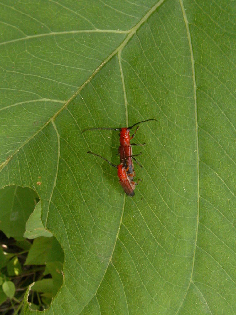 Phaea rubella